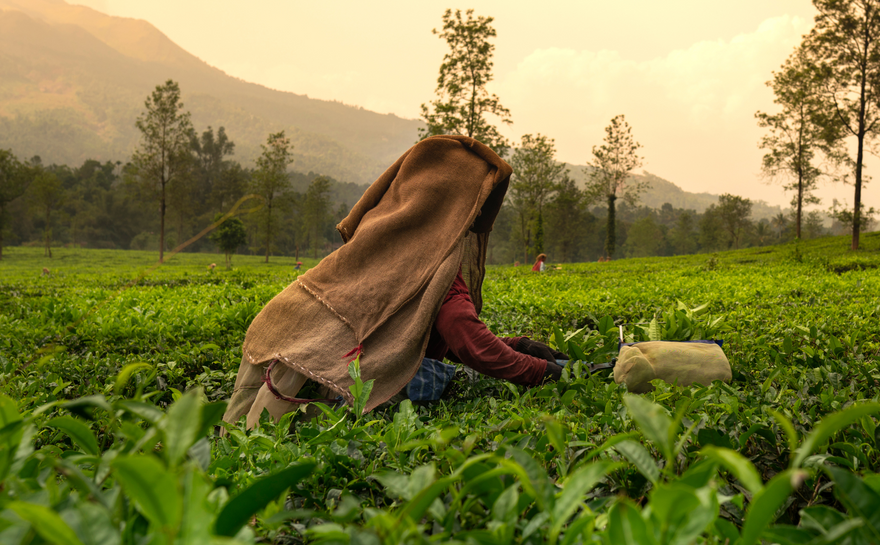 Unveiling the Elegance of White Tea: A Delicate Brew with Powerful Benefits